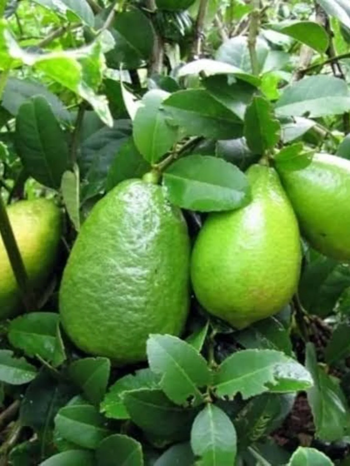 Fresh Lemon Organic