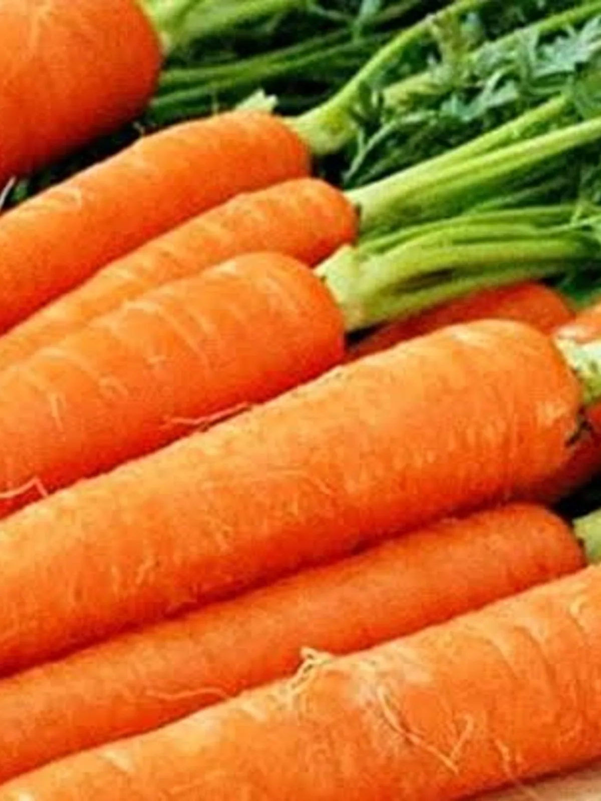 Fresh Orange Carrots with Green Tops