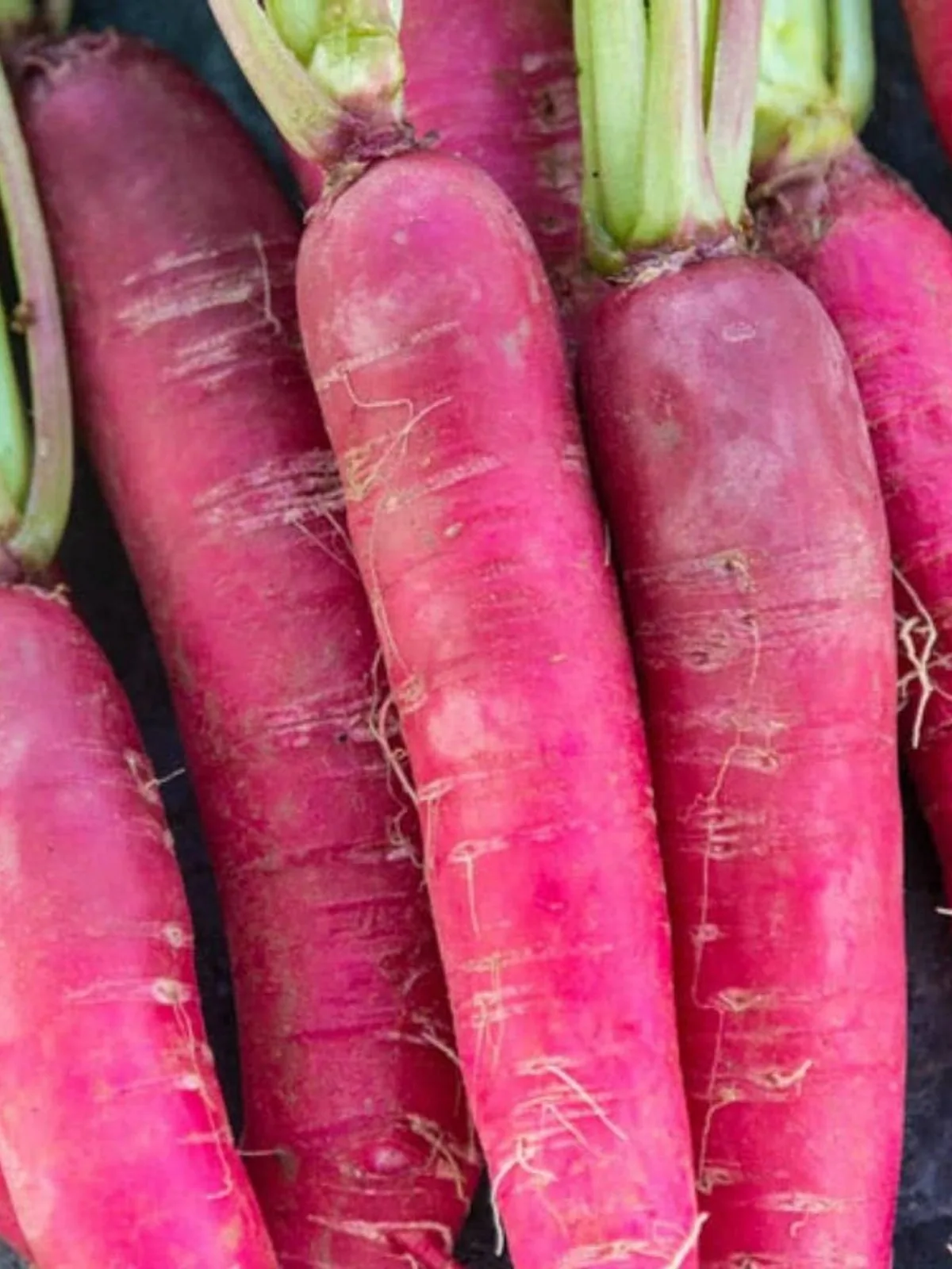 Fresh Red Radishes with Green Tops