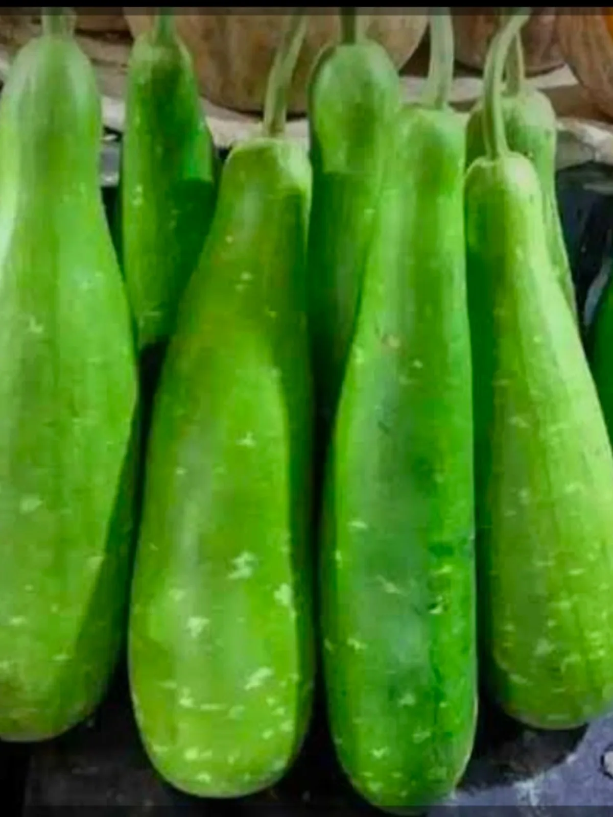 Green Bottle Gourd