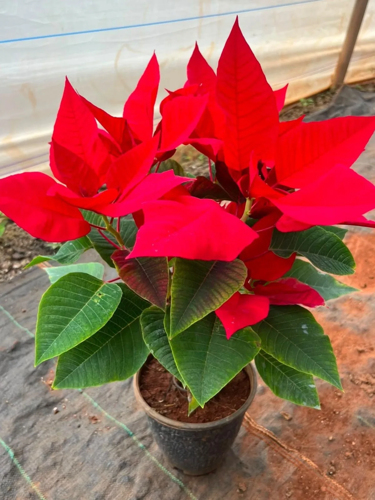 Pansathiya