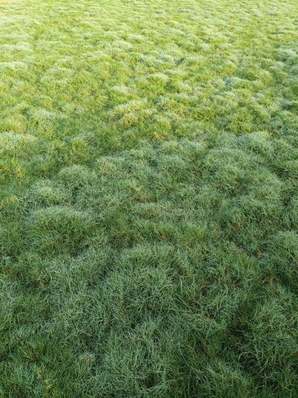 Carpet lawn grass